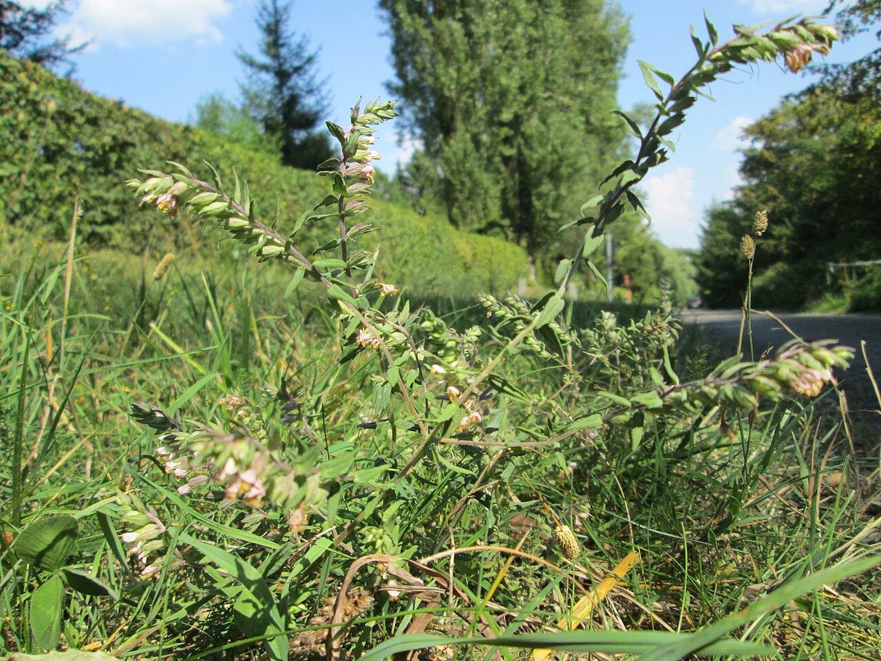 Odontites vulgaris: Roter Zahntrost ( Odontites vulgaris ) bei Fechingen
