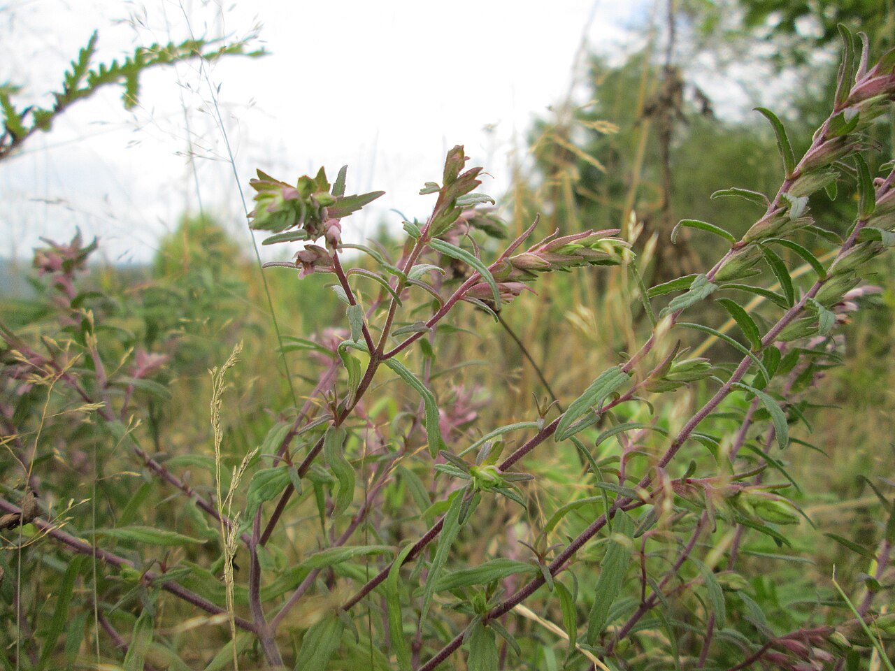 Odontites vulgaris: Roter Zahntrost ( Odontites vulgaris ) an der alten Tuffgrube bei Kennfus
