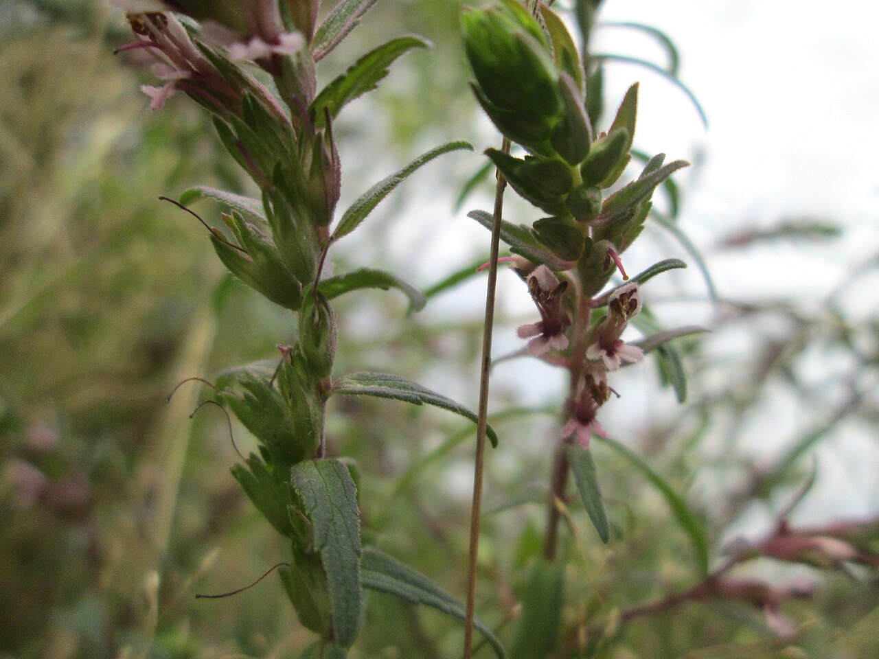 Odontites vulgaris: Roter Zahntrost ( Odontites vulgaris ) an der alten Tuffgrube bei Kennfus
