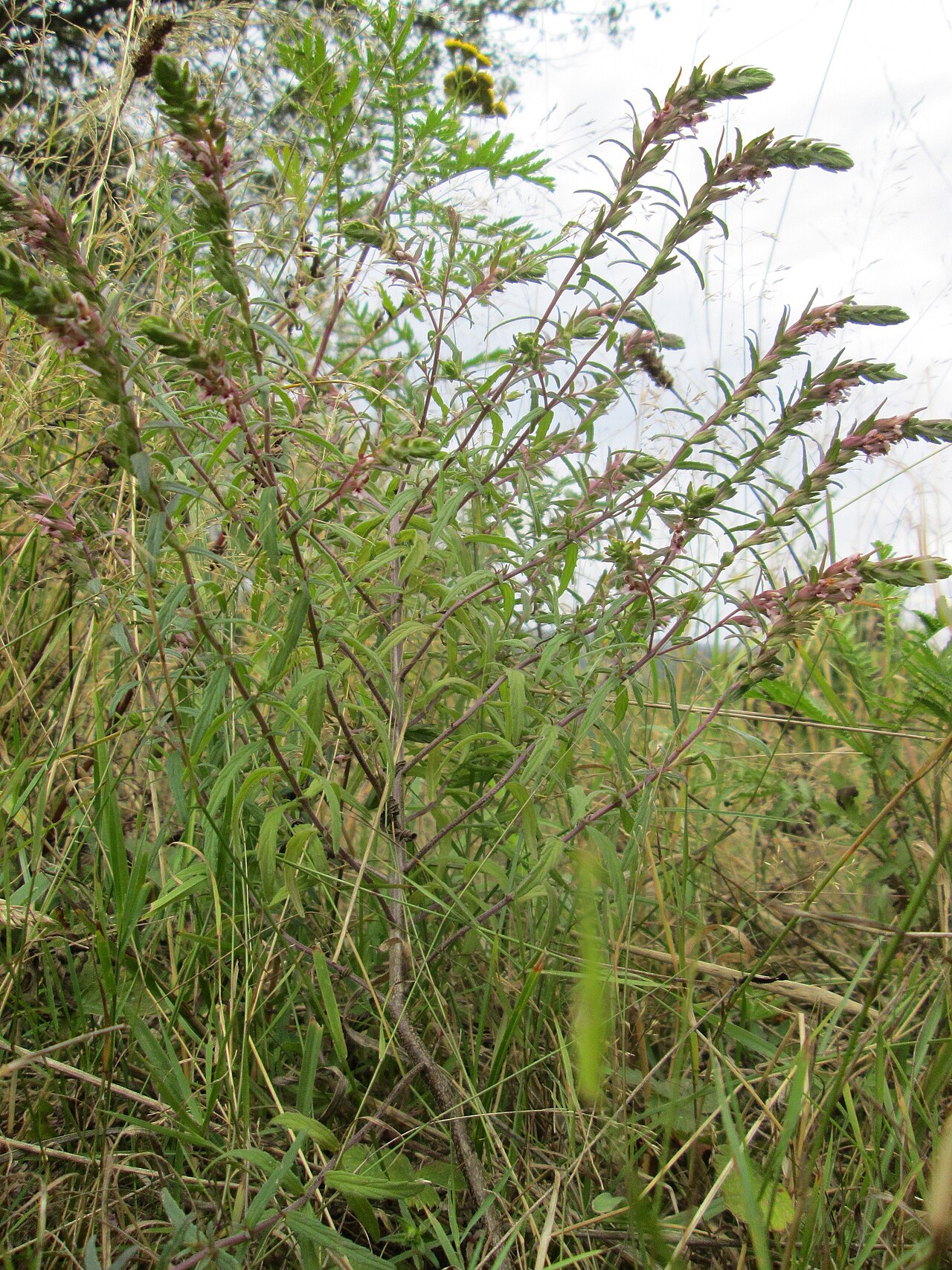 Odontites vulgaris: Roter Zahntrost ( Odontites vulgaris ) an der alten Tuffgrube bei Kennfus