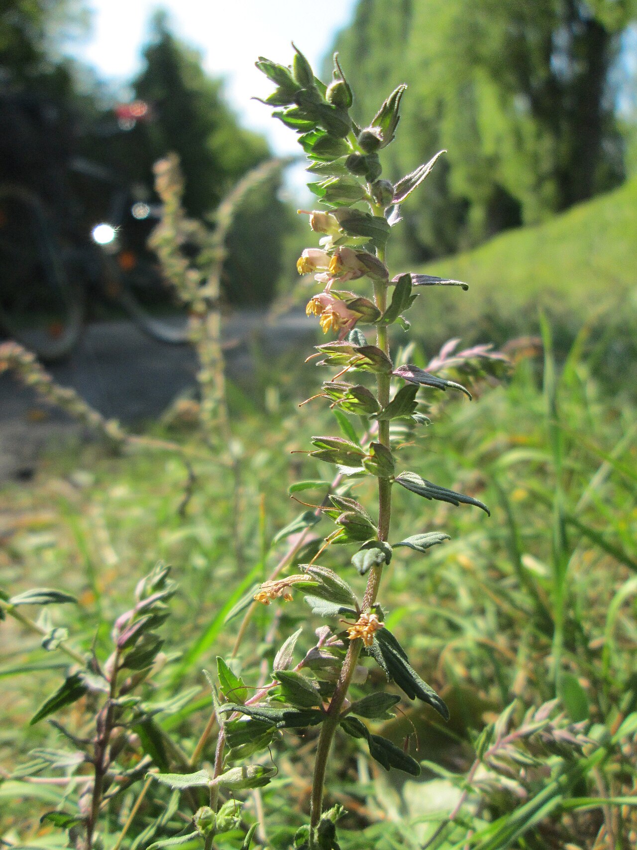 Odontites vulgaris: Roter Zahntrost ( Odontites vulgaris ) bei Fechingen