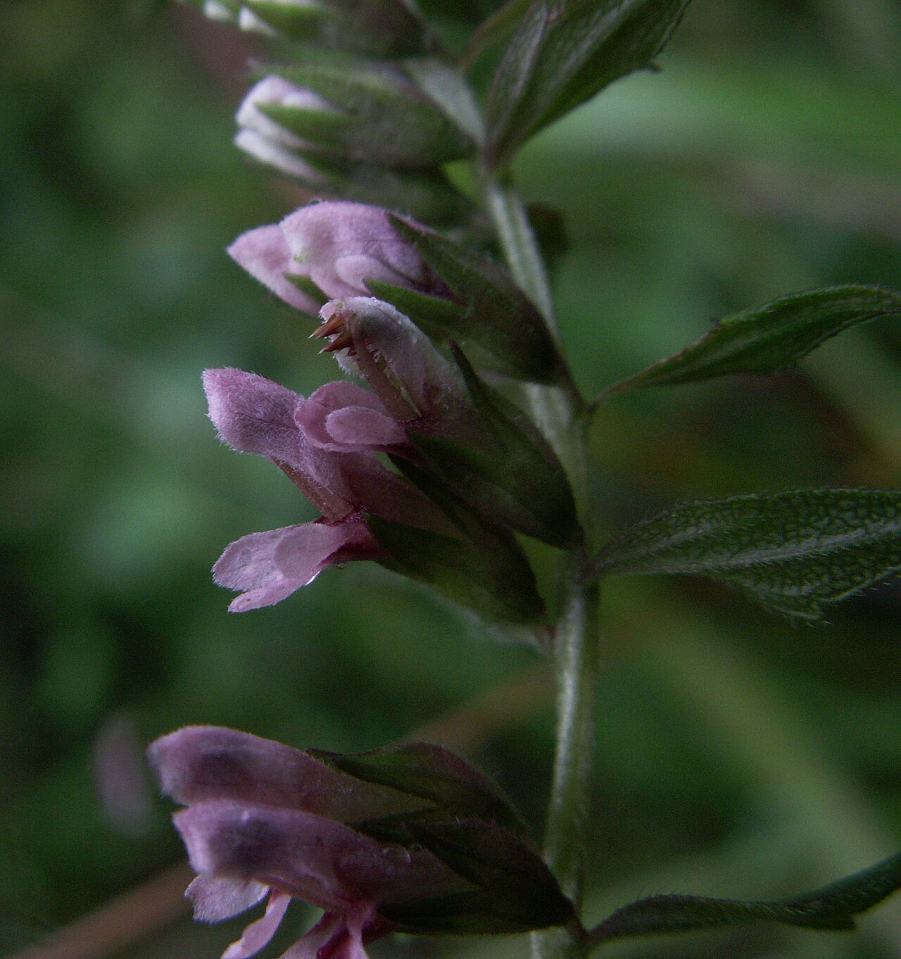 Odontites vulgaris: Odontites vulgaris