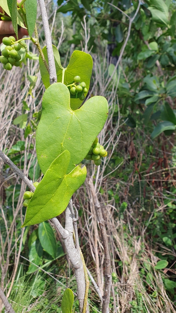 Odontocarya duckei (Odontocarya duckei)