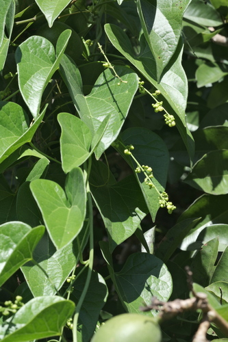 Odontocarya tamoides (Odontocarya tamoides)