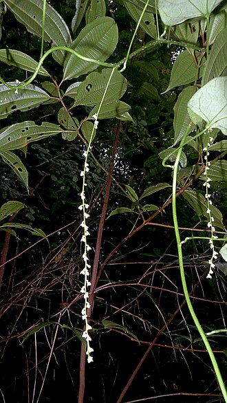 Odontocarya vitis: Odontocarya vitis (Vell.) J.M.A.Braga