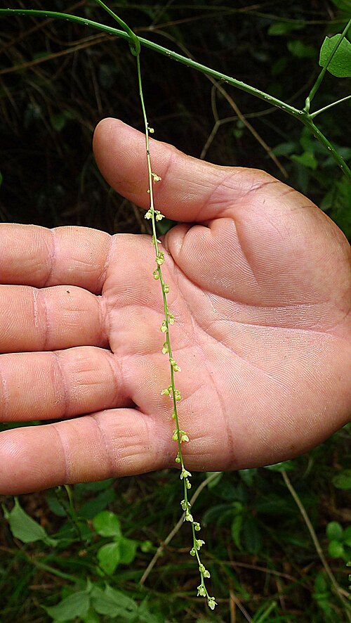 Odontocarya vitis: Odontocarya vitis (Vell.) J.M.A.Braga