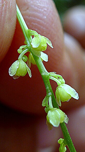 Odontocarya vitis: Odontocarya vitis (Vell.) J.M.A.Braga