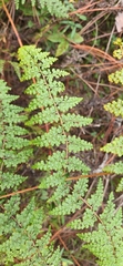 Thicket creepingfern (Odontosoria aculeata)