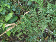 Thicket creepingfern (Odontosoria aculeata)