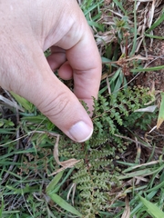 Thicket creepingfern (Odontosoria aculeata)