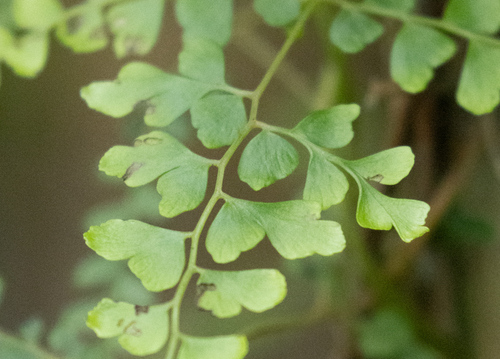 Thicket creepingfern (Odontosoria aculeata)