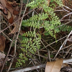 Thicket creepingfern (Odontosoria aculeata)