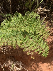 Thicket creepingfern (Odontosoria aculeata)