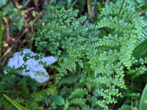 Thicket creepingfern (Odontosoria aculeata)