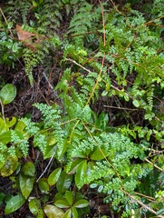 Thicket creepingfern (Odontosoria aculeata)