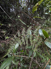 Thicket creepingfern (Odontosoria aculeata)