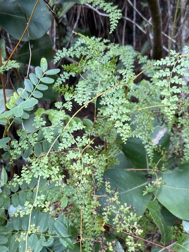 Thicket creepingfern (Odontosoria aculeata)