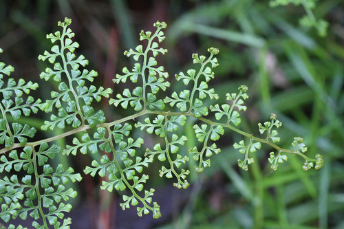 Thicket creepingfern (Odontosoria aculeata)