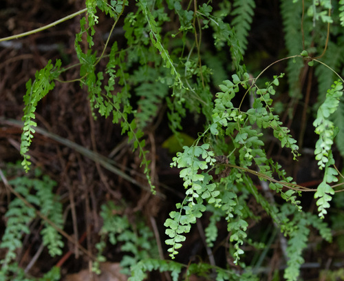 Thicket creepingfern (Odontosoria aculeata)