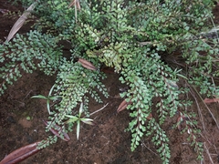 Odontosoria alutacea (Odontosoria alutacea)