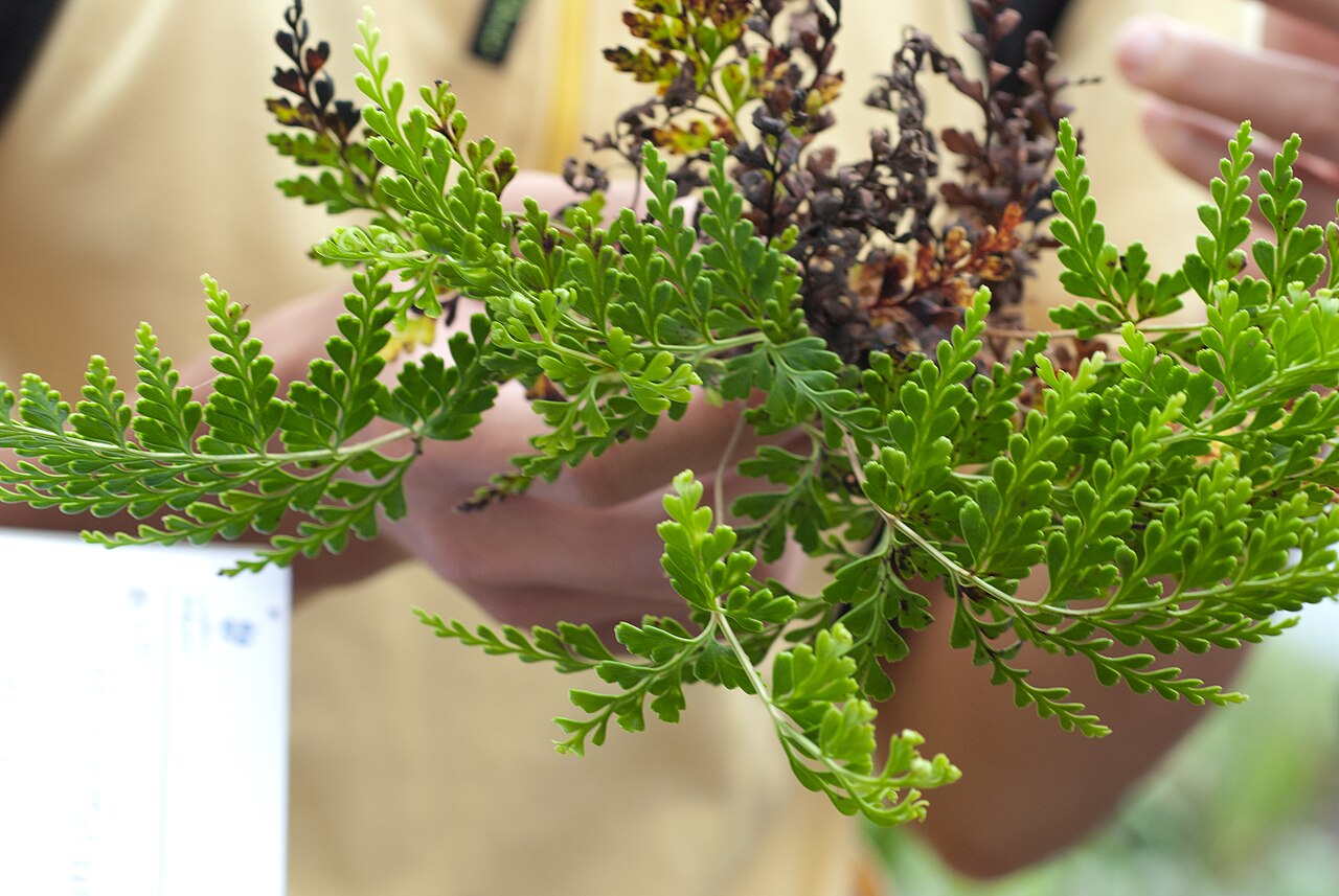 Odontosoria biflora: Sphenomeris biflora .