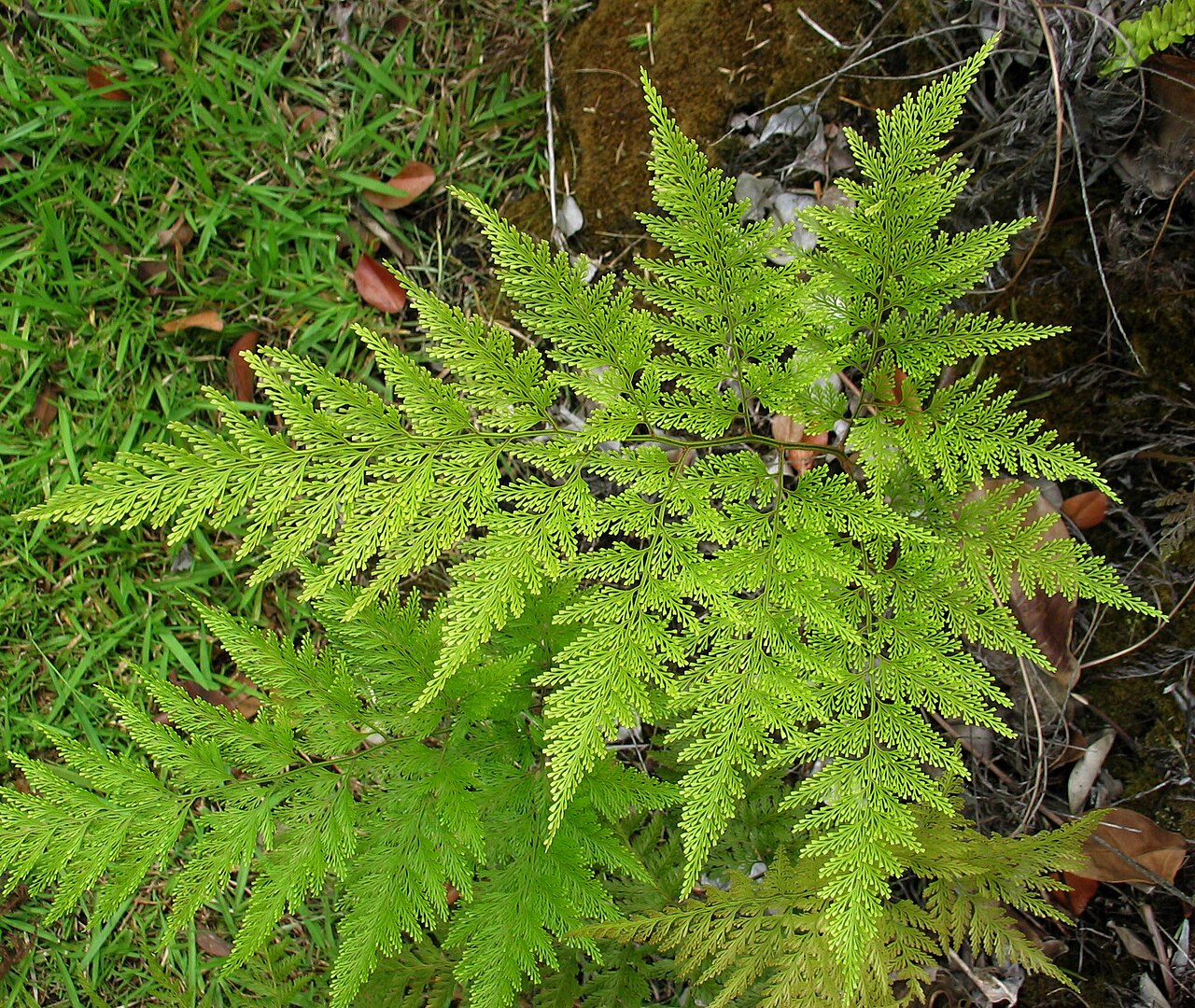 Chinese creepingfern: Palaʻā or Chinese creepingfern Lindsaeaceae Indigenous to the Hawaiian Islands Hoʻomaluhia, Oʻahu NPH00004 nativeplants.hawaii.edu/plant/view/Sphenomeris_chinen
