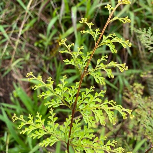Chinese creepingfern (Odontosoria chinensis)