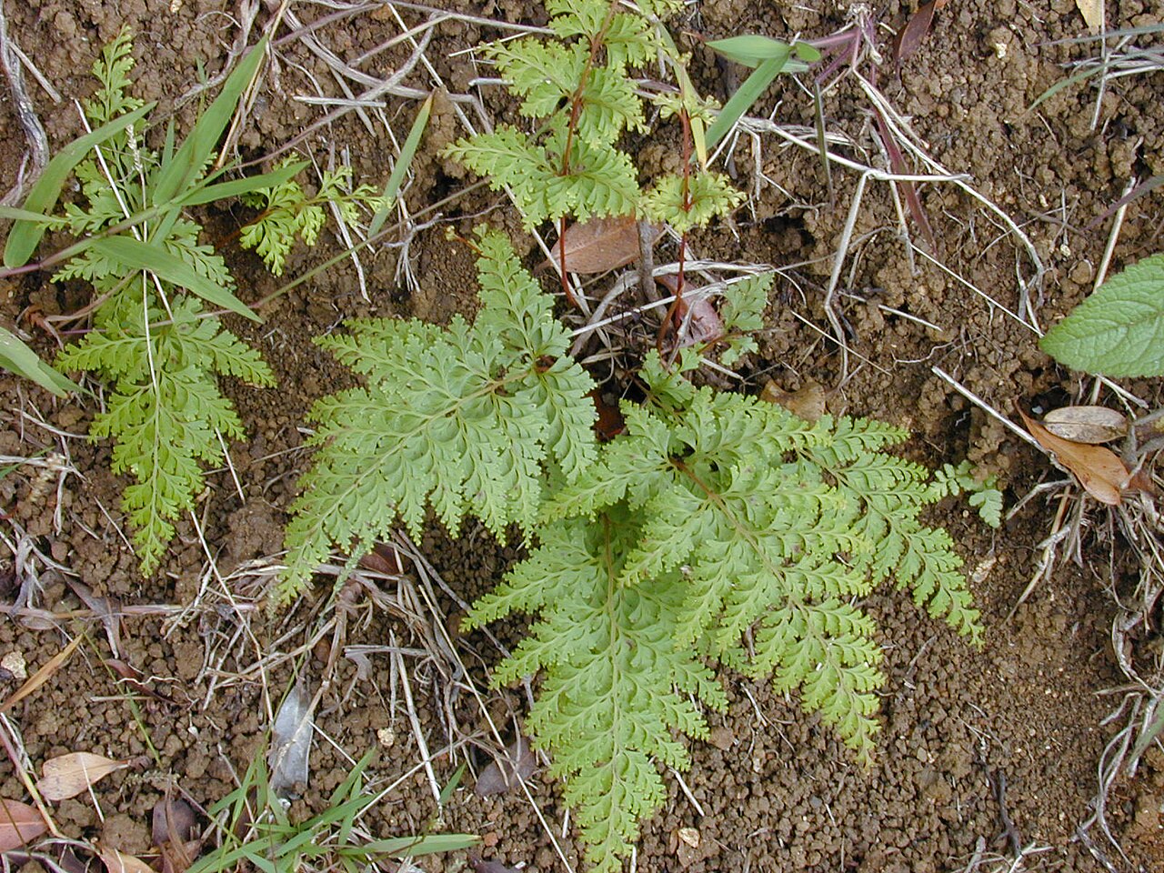 Chinese creepingfern: Sphenomeris chinensis , syn. Odontosoria chinensis (habit). Location: Maui, Waihee Ridge Trail