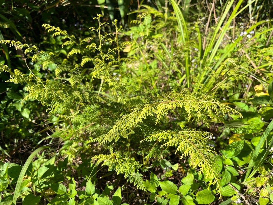 Chinese creepingfern (Odontosoria chinensis)