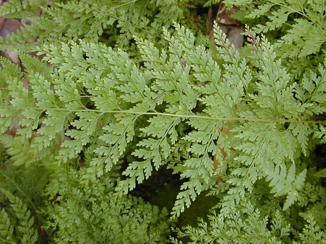 Chinese creepingfern: Sphenomeris chinensis (lace fern cu frond). Location: Maui, Wahinepee