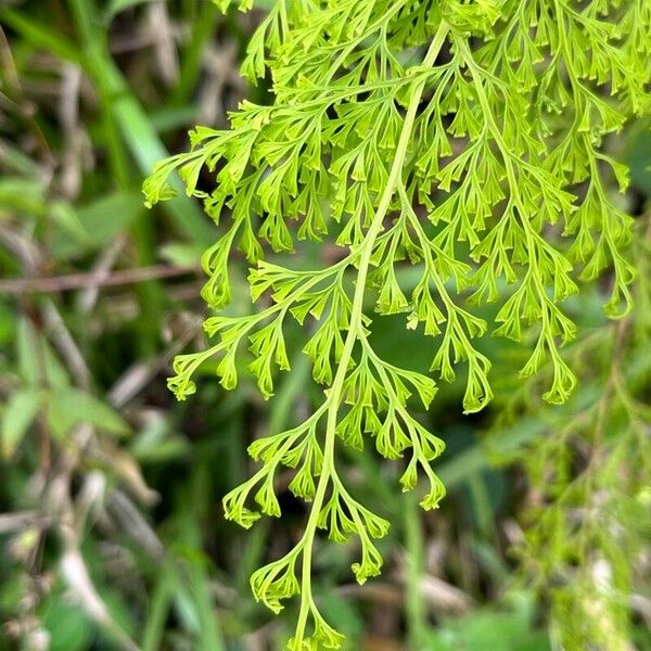 Chinese creepingfern (Odontosoria chinensis)