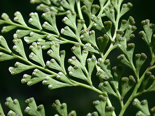Chinese creepingfern: Sphenomeris chinensis (Lindsaeaceae) Japanese name:Horasinobu Date;2007,07,31;Tanabe city, Wakayama prefecture, Japan Author;Keisotyo