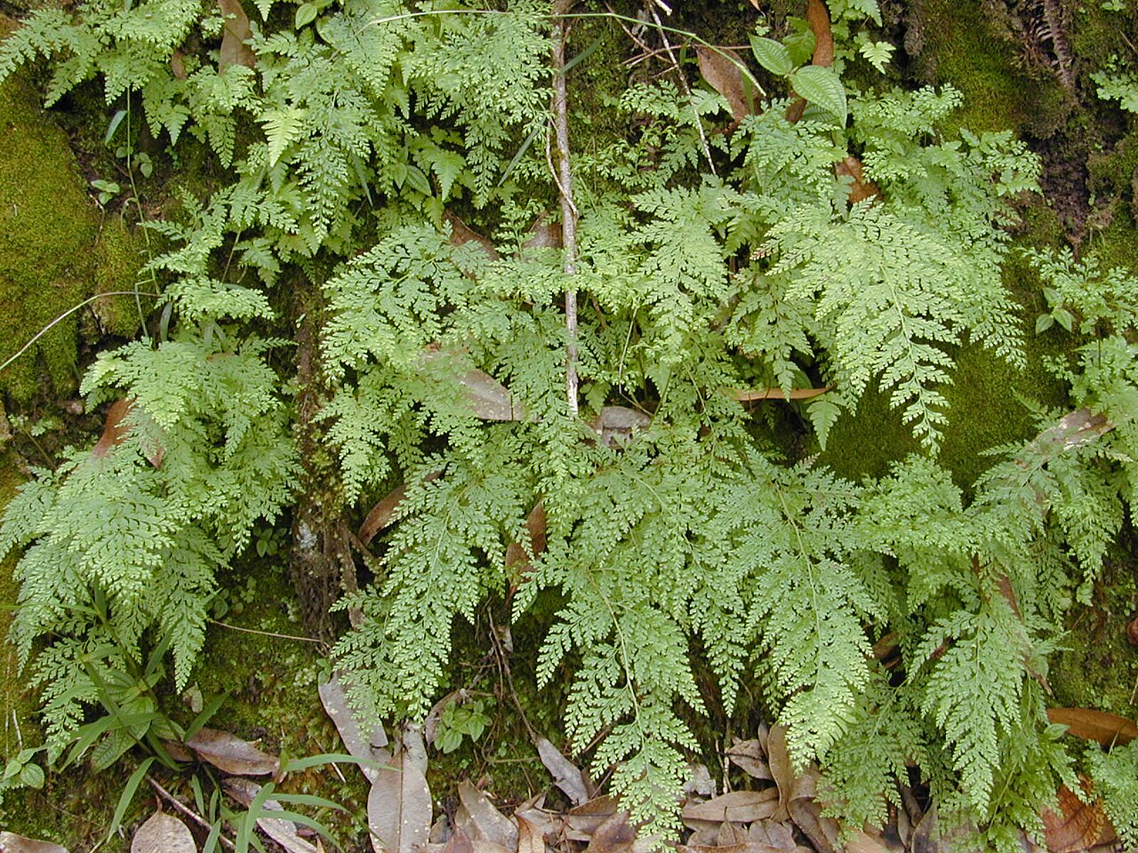 Chinese creepingfern: Sphenomeris chinensis (lace fern habit). Location: Maui, Wahinepee