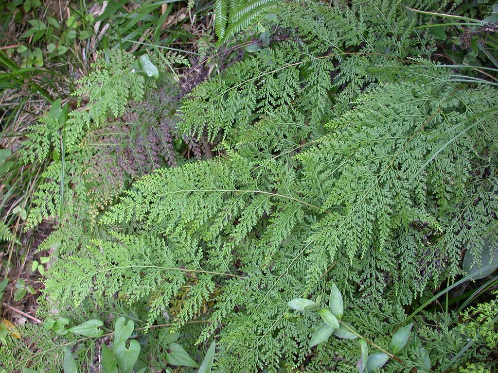 Chinese creepingfern: Sphenomeris chinensis (Lindsaeaceae) Japanese name:Horasinobu Date;2007,07,31;Tanabe city, Wakayama prefecture, Japan Author;Keisotyo