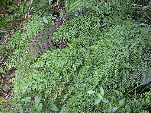 Chinese creepingfern: Sphenomeris chinensis (Lindsaeaceae) Japanese name:Horasinobu Date;2007,07,31;Tanabe city, Wakayama prefecture, Japan Author;Keisotyo