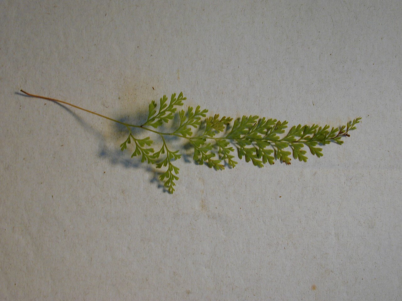 Chinese creepingfern: Sphenomeris chinensis (Frond). Location: Maui, Makawao Forest Reserve