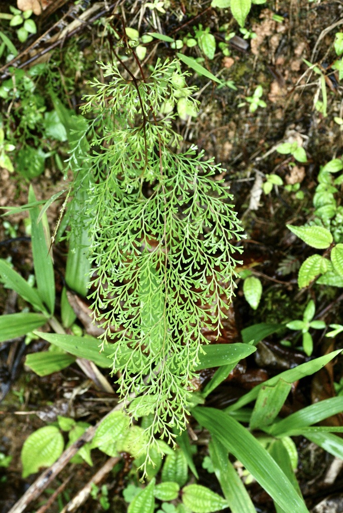 Odontosoria krameri (Odontosoria krameri)