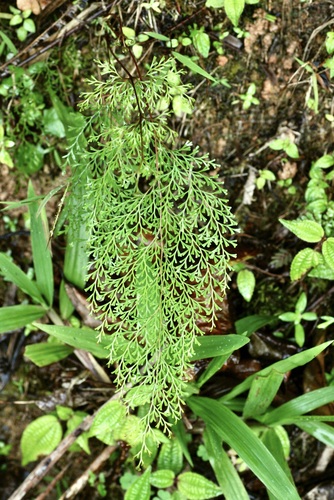 Odontosoria krameri (Odontosoria krameri)