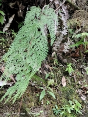 Odontosoria krameri (Odontosoria krameri)