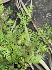 Odontosoria krameri (Odontosoria krameri)
