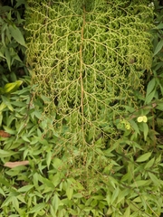 Odontosoria krameri (Odontosoria krameri)