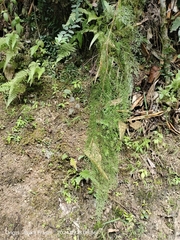 Odontosoria krameri (Odontosoria krameri)