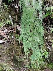 Odontosoria krameri (Odontosoria krameri)