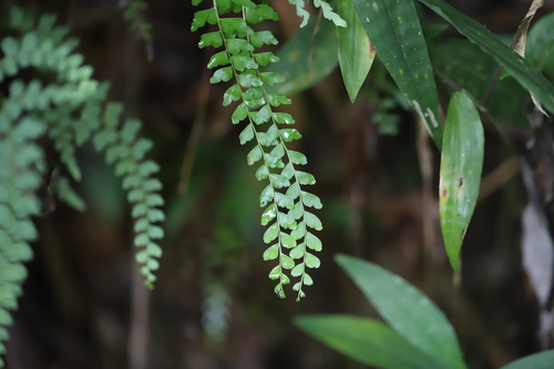Border creepingfern (Odontosoria scandens)