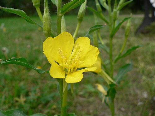 Common evening primrose: plant of group Oenothera biennis agg. , possibly Oenothera chicaginensis , Schlesischer Busch, Alt-Treptow , Berlin, Germany