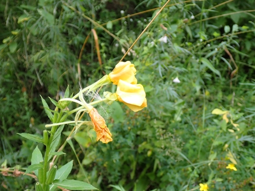 Common evening primrose (Oenothera biennis)