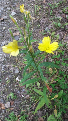 Common evening primrose (Oenothera biennis)