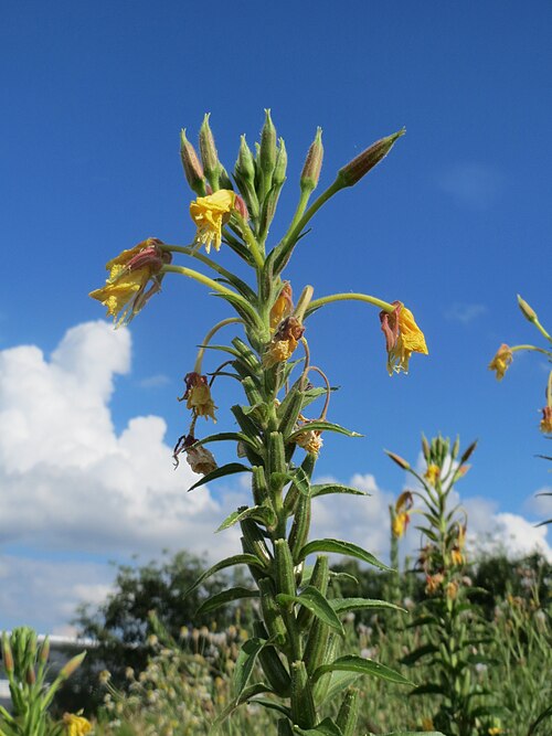 Common evening primrose: Gemeine Nachtkerze ( Oenothera biennis ) auf einer Ruderalfläche in Hockenheim-Talhaus