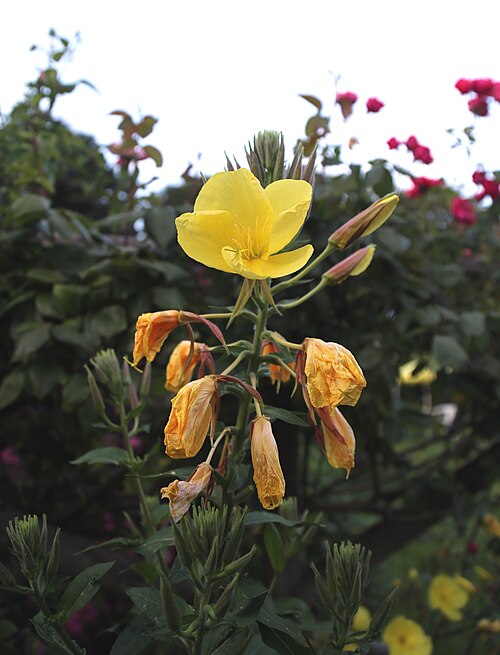 Common evening primrose: An Evening primrose , Oenothera biennis , cultivated in the garden of The Jolly Tanners public house at Staplefield in the Ansty and Staplefield civil parish of