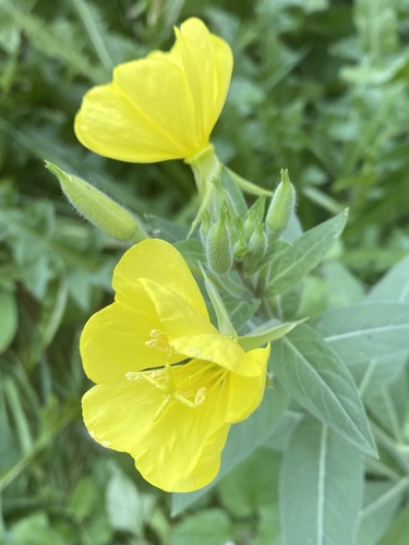 Common evening primrose (Oenothera biennis)